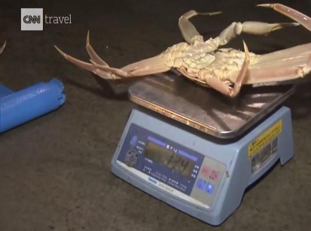 Kepiting Jepang Mewah Seharga Mobil hingga Pola Makan Sehat Rasulullah Kepiting Jepang Mewah Seharga Mobil hingga Pola Makan Sehat Rasulullah