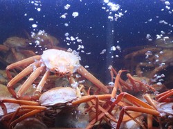 Miliaran Kepiting Salju Hilang di Laut Bering, Kenapa?