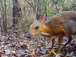 Tikus-Rusa yang Dianggap Punah Terlihat di Vietnam