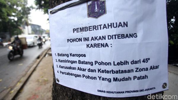 Pohon di Kemang ini Menunggu Giliran Ditebang