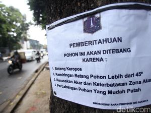 Pohon di Kemang ini Menunggu Giliran Ditebang