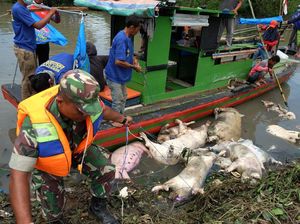Pemerintah Buka Opsi Beli Babi yang Terkena Virus Hog Cholera di Sumut Pemerintah Buka Opsi Beli Babi yang Terkena Virus Hog Cholera di Sumut