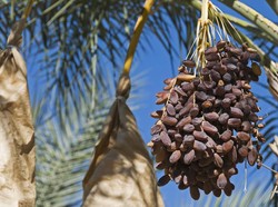 Manfaat Kurma Ajwa atau Nabi yang Berhasil Tumbuh di Ponorogo