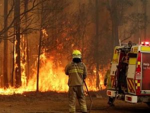 Pasangan Ini Rawat Puluhan Koala Korban Kebakaran Hutan Australia