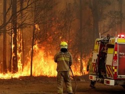 Pasangan Ini Rawat Puluhan Koala Korban Kebakaran Hutan Australia
