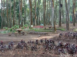 Wow, 13 Ribu Hektare Lahan Perhutani di Banyuwangi Resmi Digarap Warga