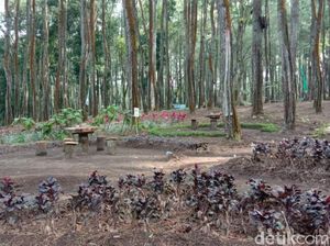 Wow, 13 Ribu Hektare Lahan Perhutani di Banyuwangi Resmi Digarap Warga Wow, 13 Ribu Hektare Lahan Perhutani di Banyuwangi Resmi Digarap Warga