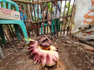 Bikin Heboh, Tanaman Mirip Bunga Bangkai Tumbuh di Bekasi Bikin Heboh, Tanaman Mirip Bunga Bangkai Tumbuh di Bekasi
