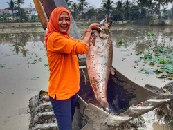 Bersihkan Teratai di Setu, Rani Tak Nyangka Dapat Ikan Belida Jumbo