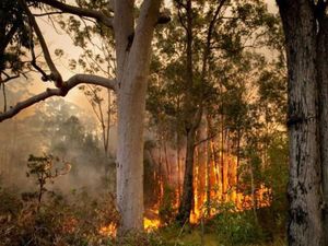 Kebakaran Hutan Besar Hanguskan 1 Juta Hektar Lahan di New South Wales