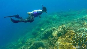 Foto: Surga Bawah Laut yang Tersembunyi di Sulawesi Barat