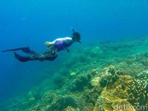 Foto: Surga Bawah Laut yang Tersembunyi di Sulawesi Barat Foto: Surga Bawah Laut yang Tersembunyi di Sulawesi Barat