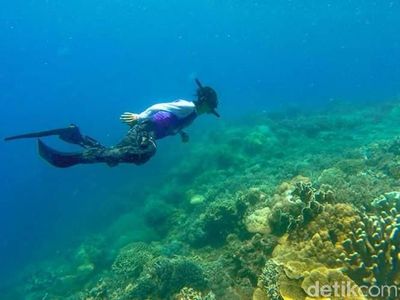 Foto: Surga Bawah Laut yang Tersembunyi di Sulawesi Barat
