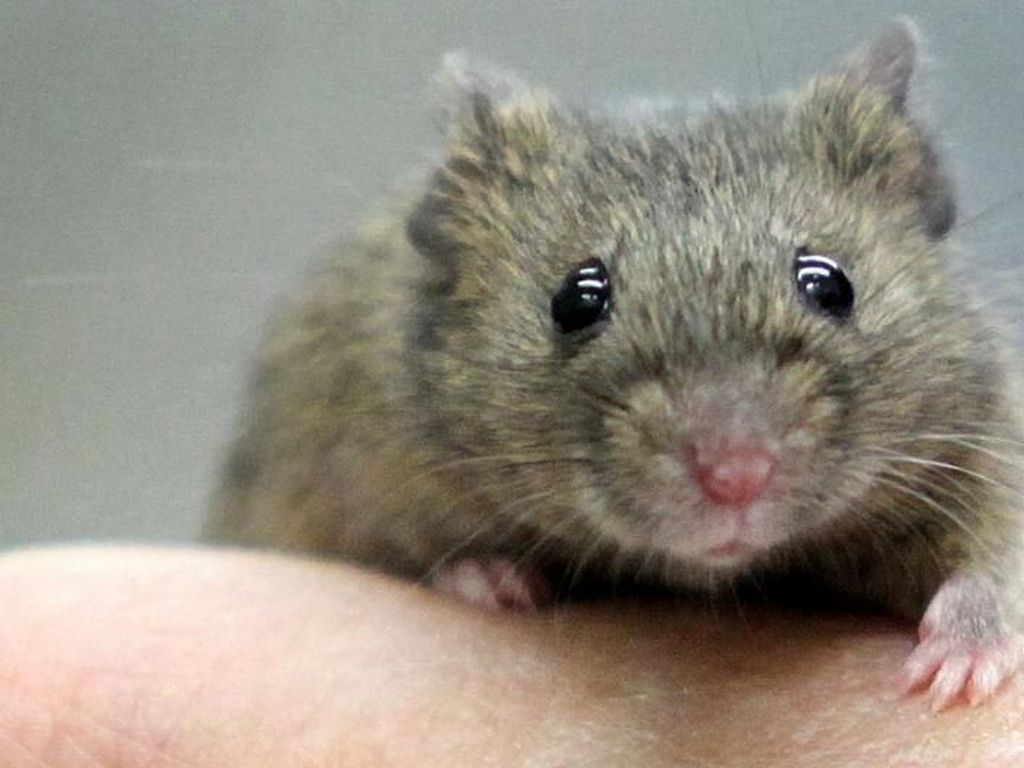 Belajar dari Tikus untuk Mengobati Depresi Manusia Belajar dari Tikus untuk Mengobati Depresi Manusia