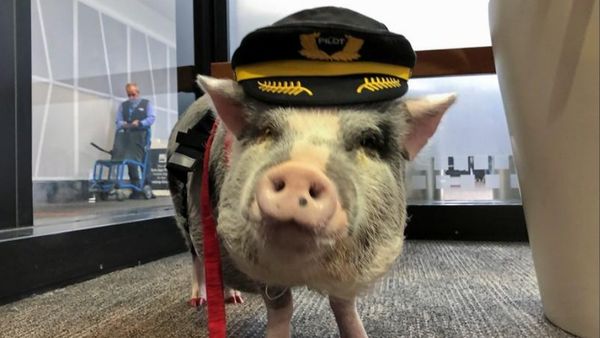 Potret LiLou, Babi Petugas Bandara