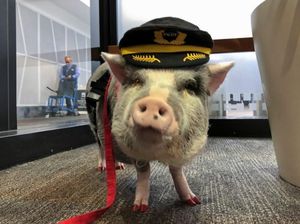 Potret LiLou, Babi Petugas Bandara