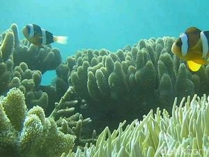 Surga Bawah Laut Gonda Mangrove Park di Polewali Mandar Surga Bawah Laut Gonda Mangrove Park di Polewali Mandar