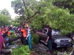 Hujan Disertai Angin, Pohon Tumbang Timpa Mobil di Kudus