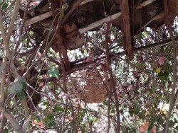 Seorang Nenek di Klaten Tewas Usai Disengat Tawon Vespa