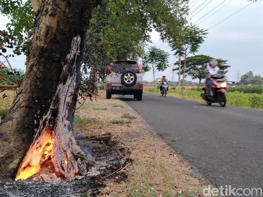 Pohon Peneduh Jalan di Klaten Dibakar Lagi Pohon Peneduh Jalan di Klaten Dibakar Lagi