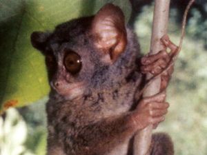 38 Spesies Satwa Primata Endemik Milik Indonesia, Terbanyak Ada di Sulawesi