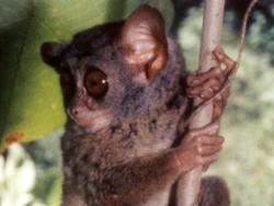 Tarsius Niemitzi, Primata Nokturnal Mungil yang Baru Ditemukan di Sulteng