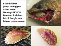 Beredar Imbauan Bahaya Parasit di Mulut Ikan, Bagaimana Faktanya?