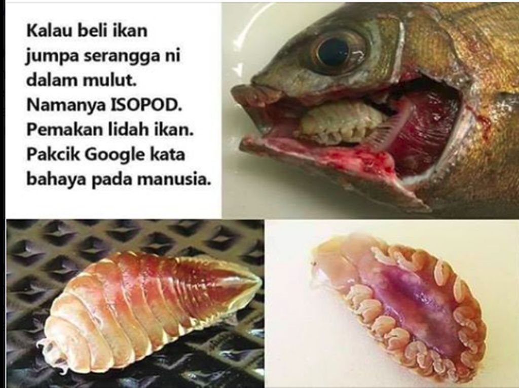 Beredar Imbauan Bahaya Parasit di Mulut Ikan, Bagaimana Faktanya? Beredar Imbauan Bahaya Parasit di Mulut Ikan, Bagaimana Faktanya?