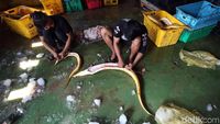 Produksi Ikan di Perbatasan Ini Tembus Pasar Singapura