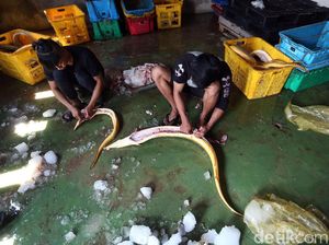 Produksi Ikan di Perbatasan Ini Tembus Pasar Singapura