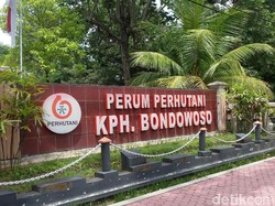 50,9 Hektare Hutan di Bondowoso Hangus Dampak Kebakaran Ijen