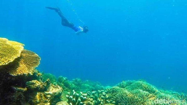 34++ Pemandangan Bawah Laut Lengkap - Foto Pemandangan HD