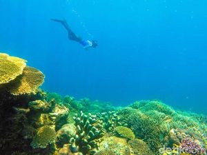 Surga Bawah Laut Sulawesi yang Mungkin Belum Kamu Tahu Surga Bawah Laut Sulawesi yang Mungkin Belum Kamu Tahu