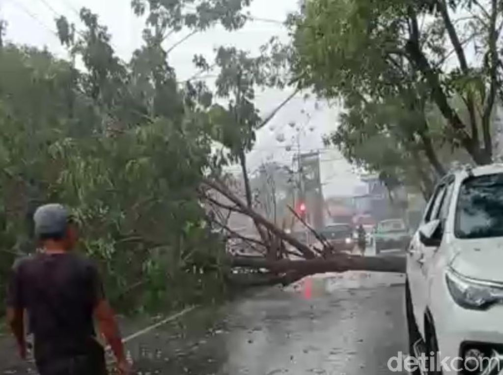 Hujan Disertai Angin, 8 Titik Pohon Tumbang dan Lampu PJU Roboh Hujan Disertai Angin, 8 Titik Pohon Tumbang dan Lampu PJU Roboh