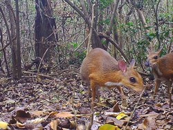 30 Tahun Tak Tampak, Kemunculan Kancil di Vietnam Mengejutkan