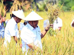 Panen Raya Padi Organik dan Lokakarya Pertanian