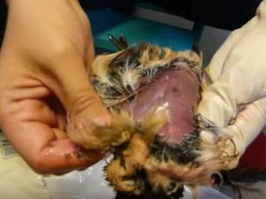 Makanan yang Sebabkan Mati Mendadak hingga yang Aneh untuk Bertahan Hidup Makanan yang Sebabkan Mati Mendadak hingga yang Aneh untuk Bertahan Hidup