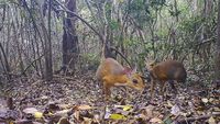 Potret Rusa Vietnam, Hewan Langka yang Sempat Dikira Punah