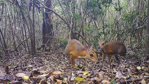 Potret Rusa Vietnam, Hewan Langka yang Sempat Dikira Punah