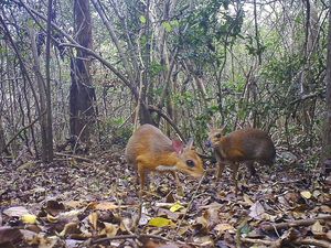Potret Rusa Vietnam, Hewan Langka yang Sempat Dikira Punah