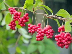 Manis Segar 5 Buah Asal Korea Ini Punya Banyak Kandungan Vitamin