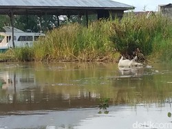 Bangkai Babi Ditemukan di Sungai Singkil Aceh, Diduga dari Sumut