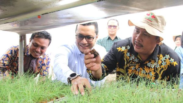 Budidaya Bawang Merah dengan Biji