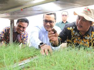 Budidaya Bawang Merah dengan Biji