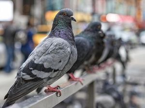 Merpati Bisa Temukan Jalan Pulang, Bagaimana Caranya? Merpati Bisa Temukan Jalan Pulang, Bagaimana Caranya?
