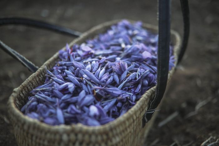 Bunga saffron disebut-sebut sebagai rempah-rempah termahal di dunia karena khasiatnya untuk kesehatan sekaligus bumbu masakan dan perawatan. AP Photo/Mosaab Elshamy.