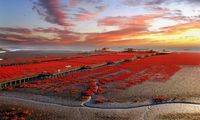 Pantai merah di China jadi incaran para wisatawan.