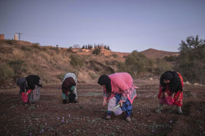 Untuk memanen saffron dibutuhkan kerja keras dan itu merupakan pekerjaan yang sulit. Setidaknya selama enam jam sehari, mulai dari subuh, Anda harus memetik bunga dengan hati-hati. AP Photo/Mosaab Elshamy.