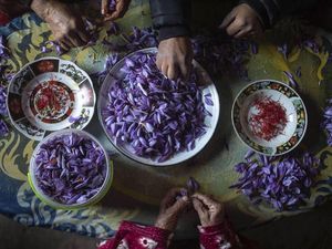 Memanen Rempah Termahal di Dunia