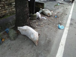 Geger Bangkai Babi di Medan Merembet ke Jalan